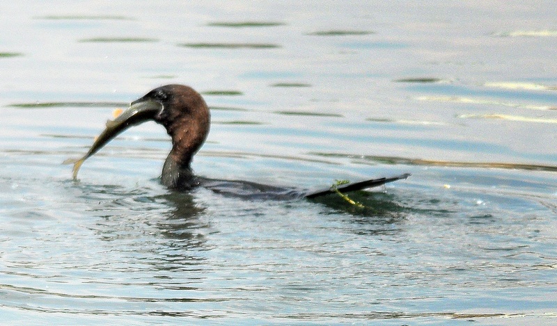Marangone minore a pesca